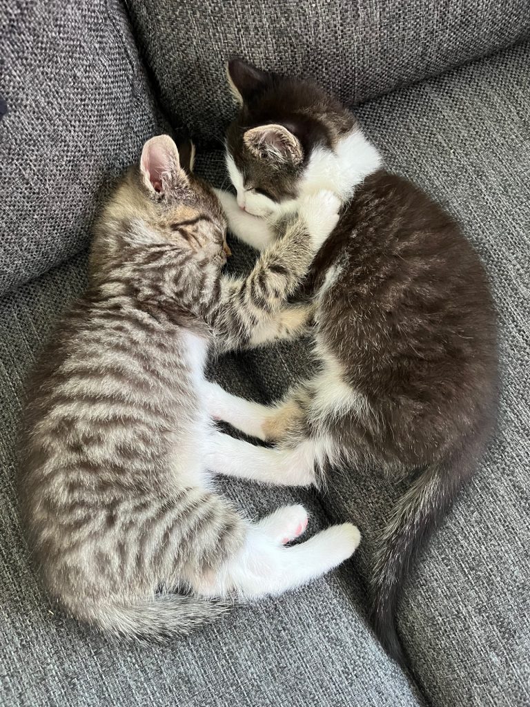 Twee schattige slapende kittens