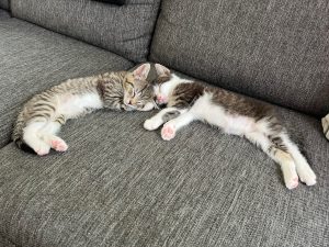 Twee slapende kittens
