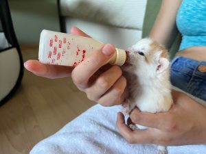 Kitten Eloise drinkt uit het papflesje