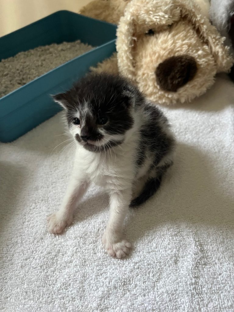 Zwart-wit kitten Edmund