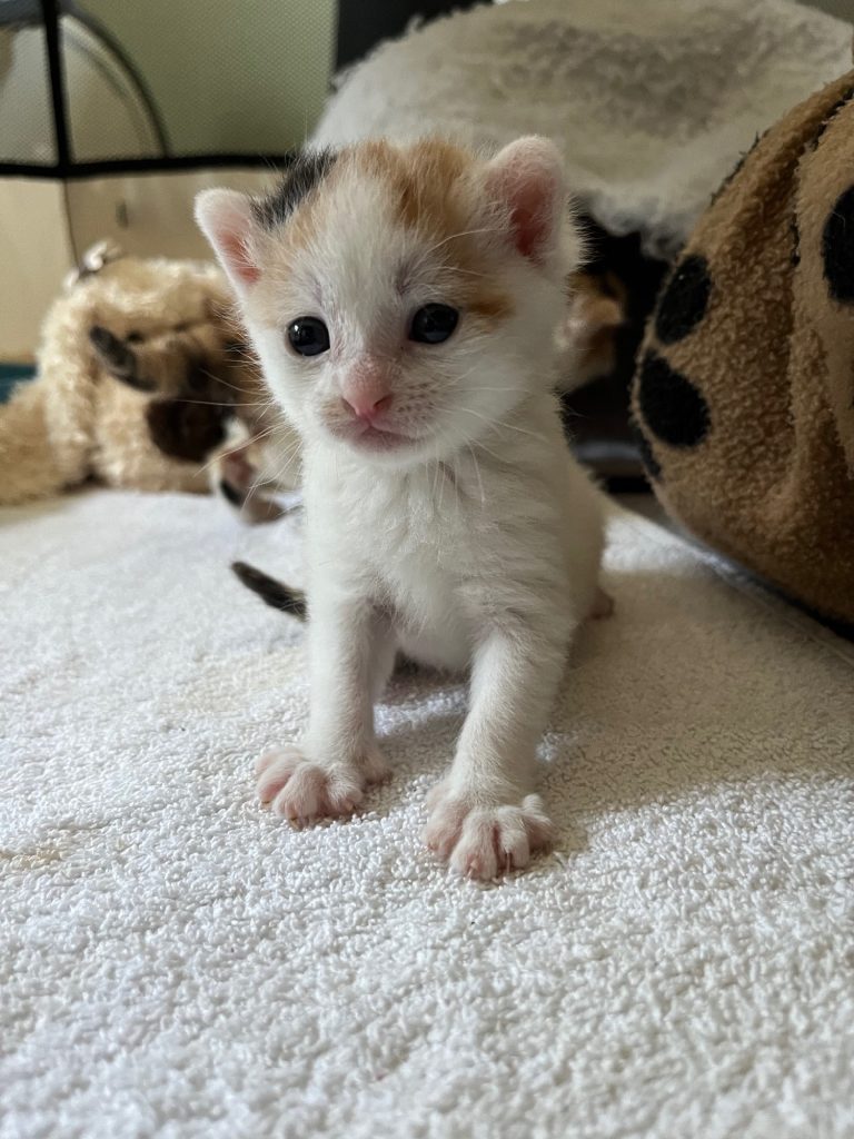 Eloise calico kitten