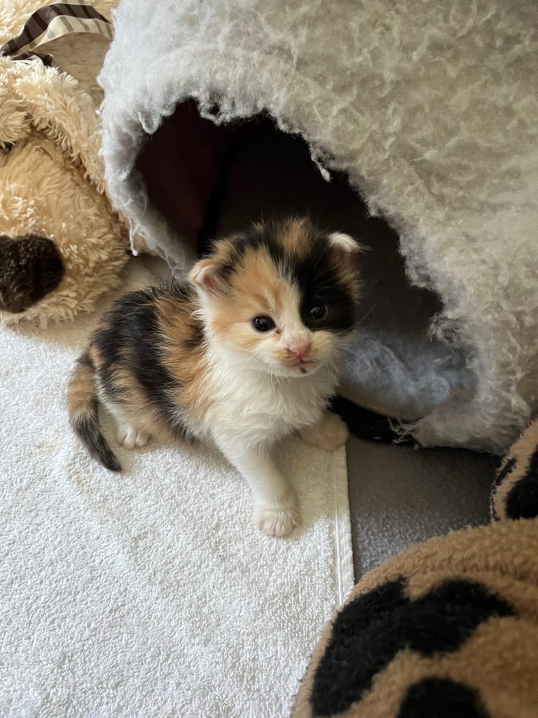 Edwina calico kitten