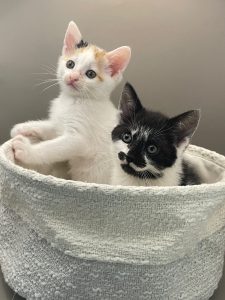 Kittens Eloise en Edmund in mandje