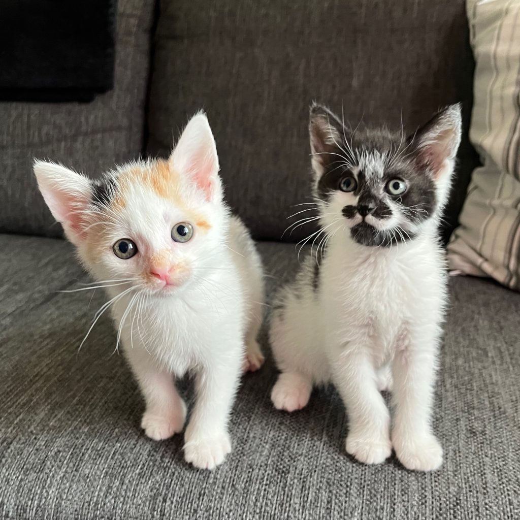 Kittens Edmund en Eloise