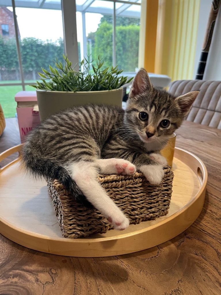 Kitten Dubai op een mandje