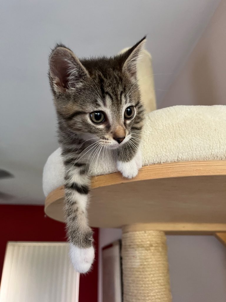 Tijger kitten Dubai in krabpaal