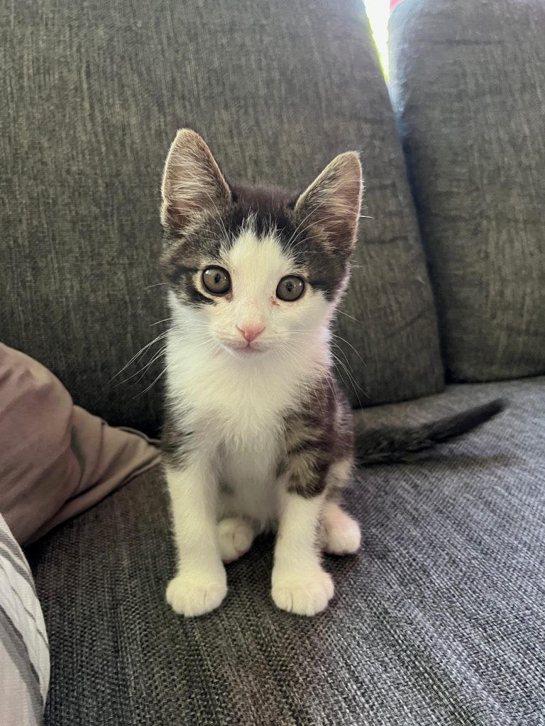 Kitten Dhabi poseert voor de camera