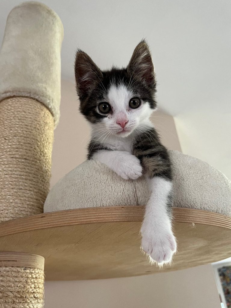 Zwart-wit kitten Dhabi in krabpaal