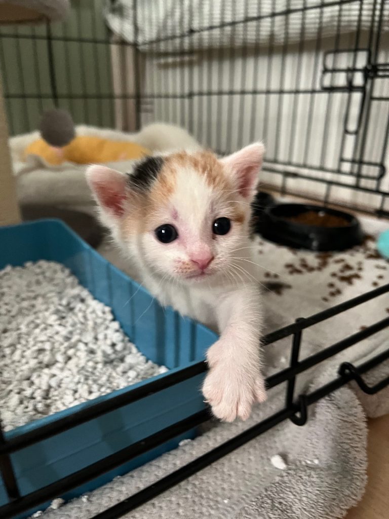Driekleurig kitten