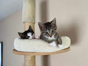 Kittens Dubai en Dhabi in de grote krabpaal