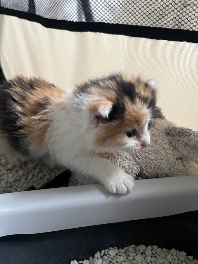 Driekleurig langharig kitten