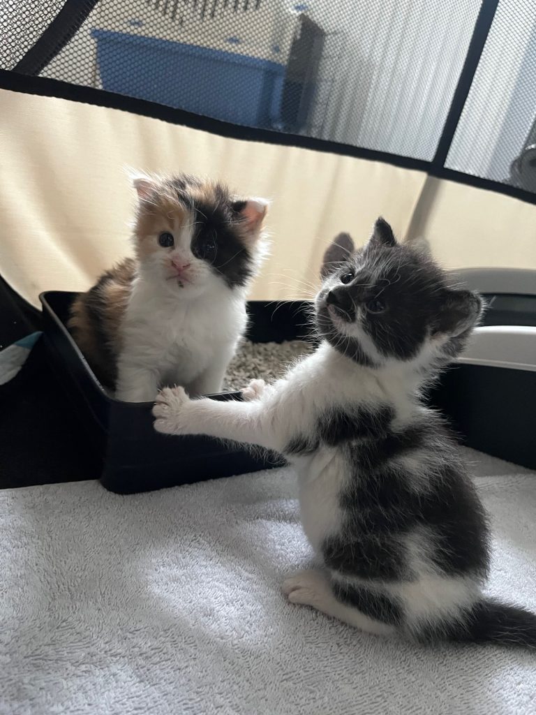 Driekleurig kitten en zwart-wit kitten in een bench