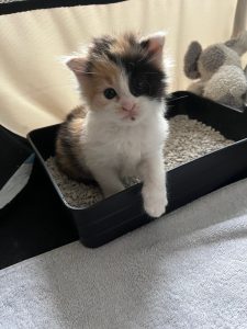 Driekleurig kitten Edwina in bench