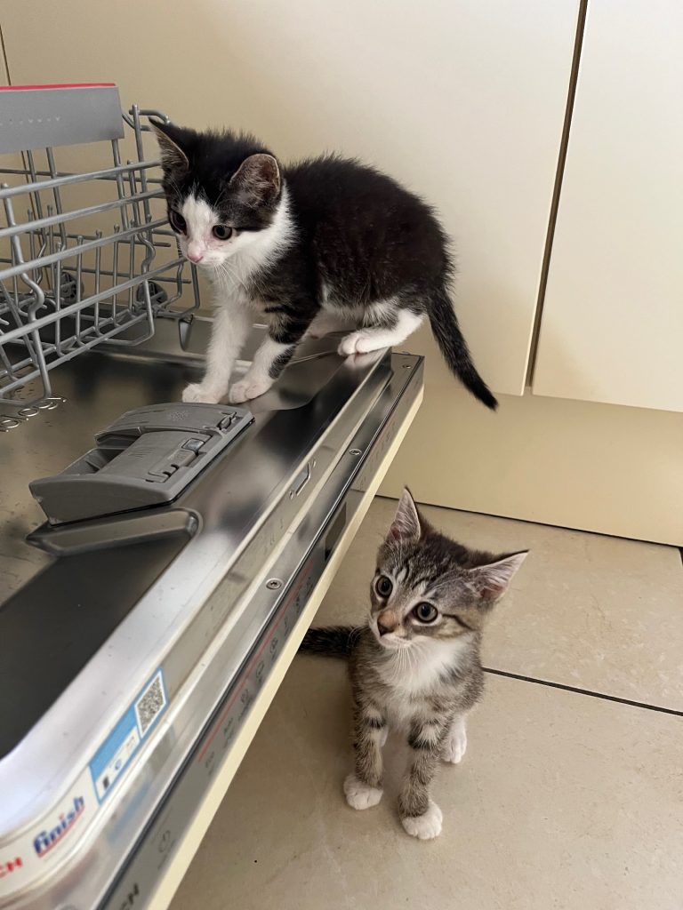 Kittens Dubai en Dhabi bij de vaatwasser