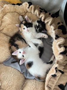Tricolor kittens in een mandje