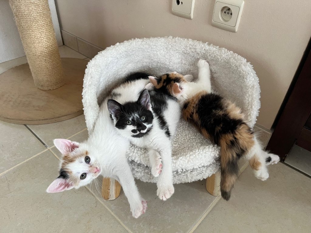 Drie tricolor kittens op een kattenkrukje