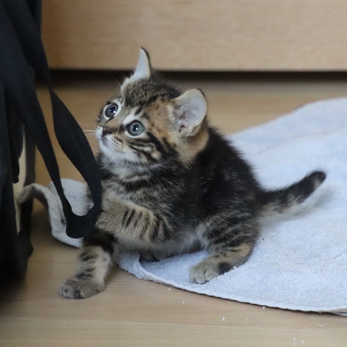 Naughty kitten Zendaya