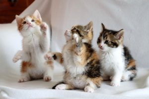 drie calico kittens