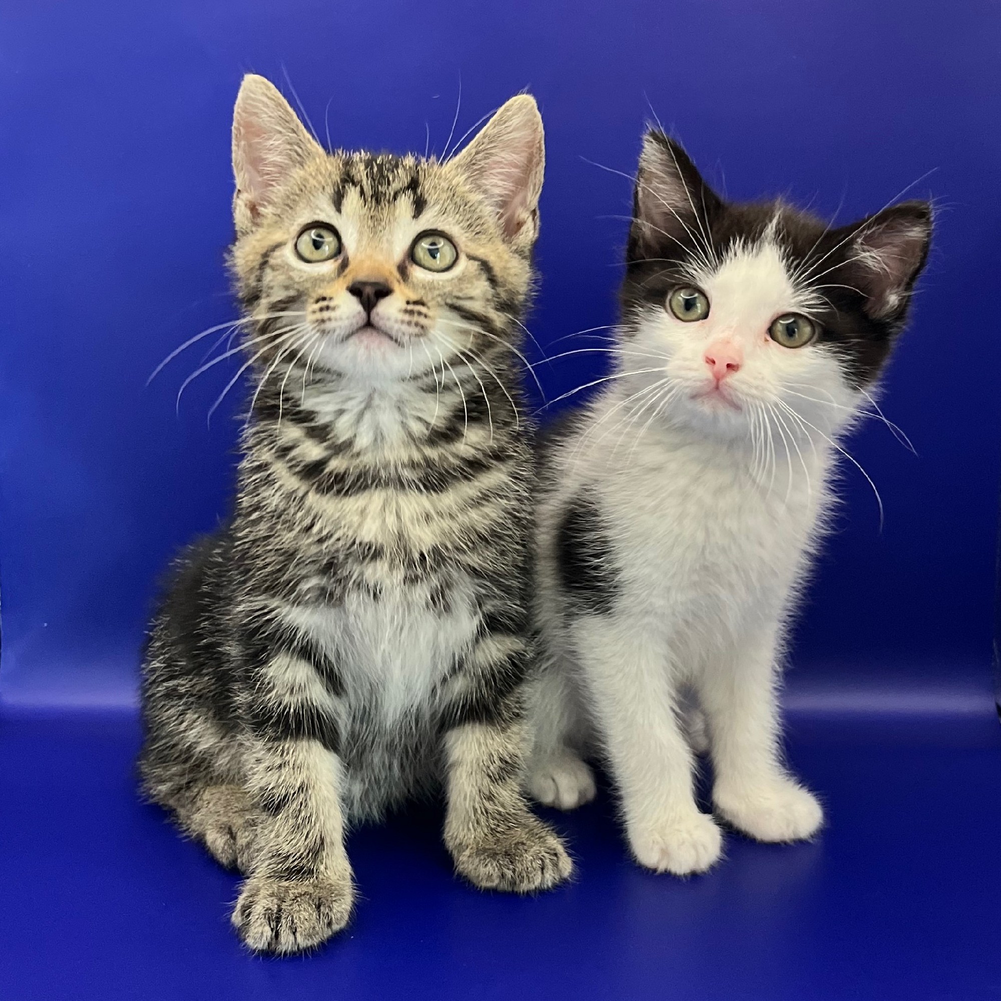 Fotoshoot van tabby tijger kitten en zwart-wit kitten met blauwe achtergrond