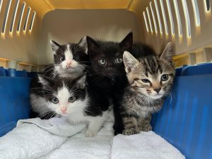 Vier kittens in een reismandje