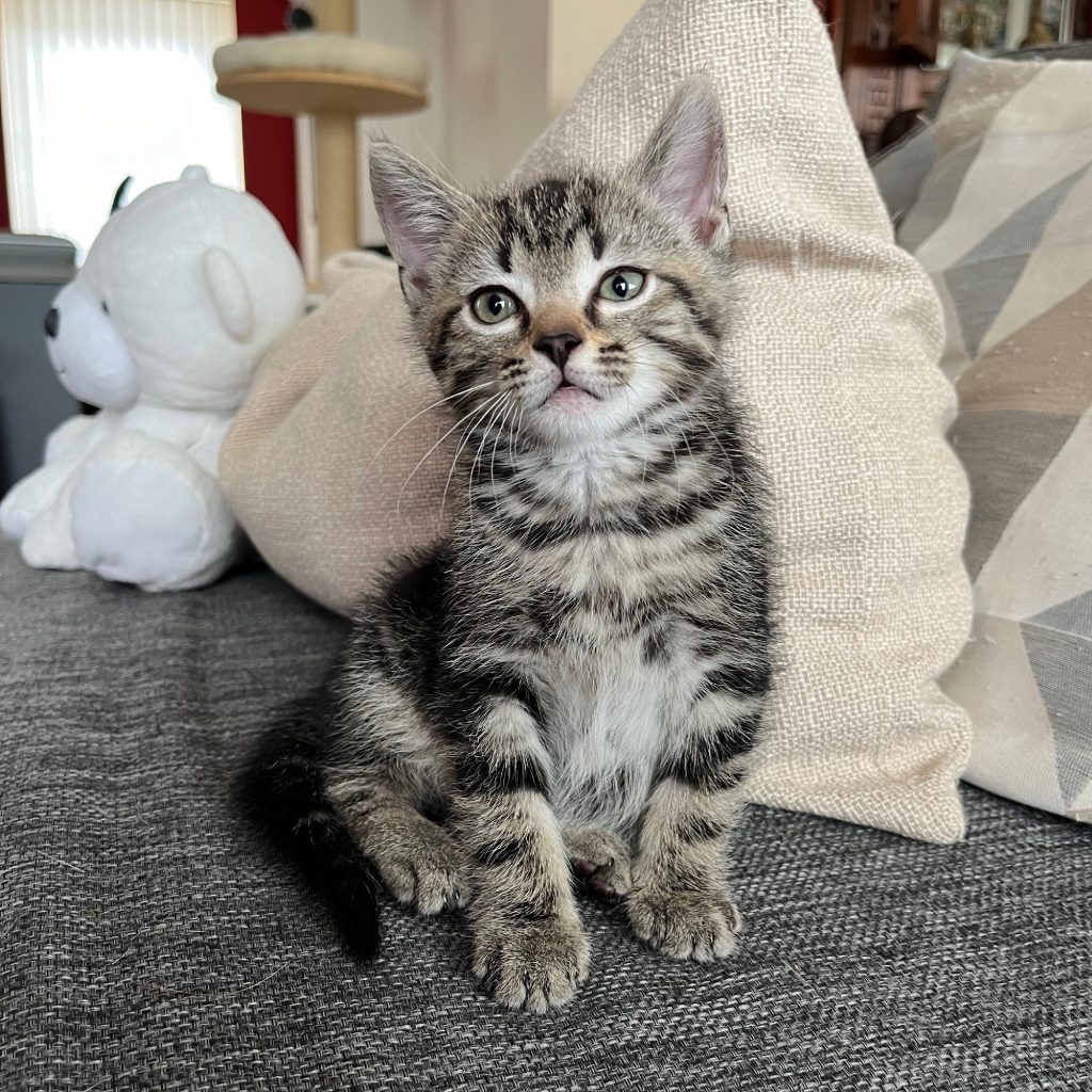 Grijs tabby kitten tijger