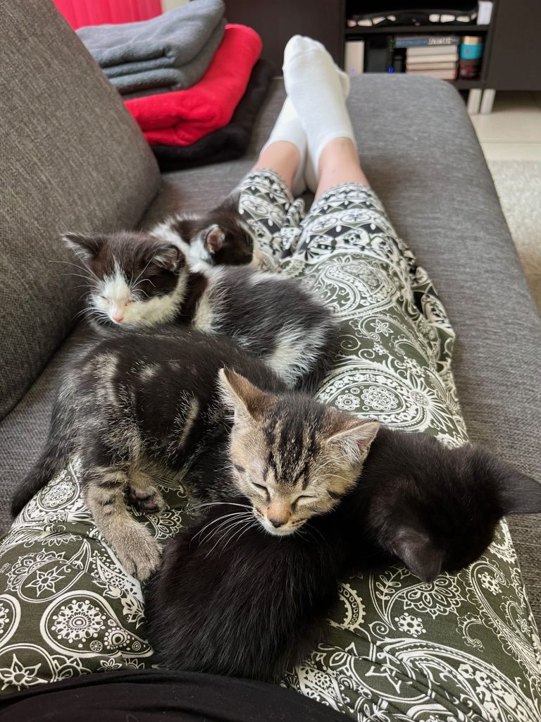 Vier kleine kittens op schoot