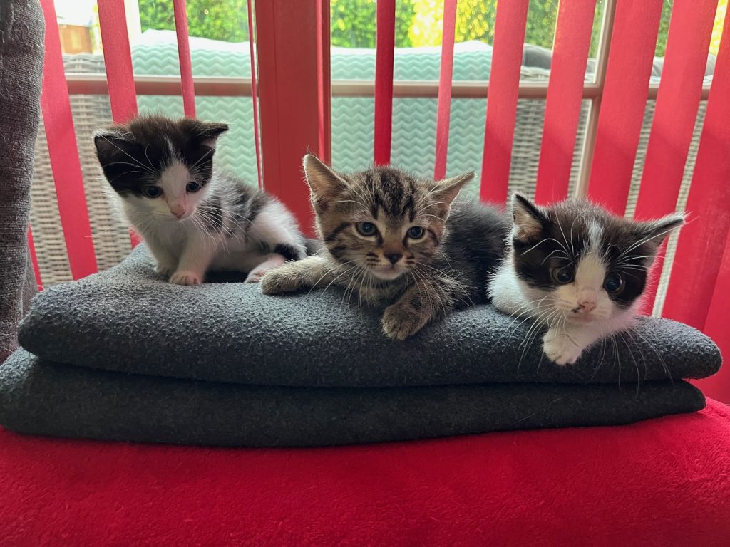 Drie schattige kittens op een stapel dekens