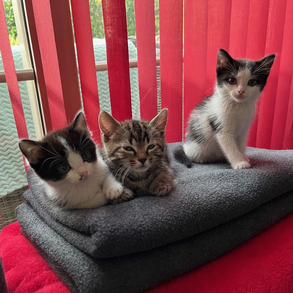 Zwart-witte en tijger kittens op een deken