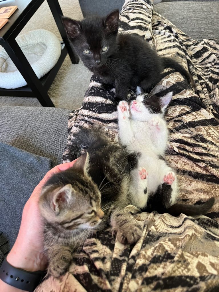Drie kleine kittens op schoot