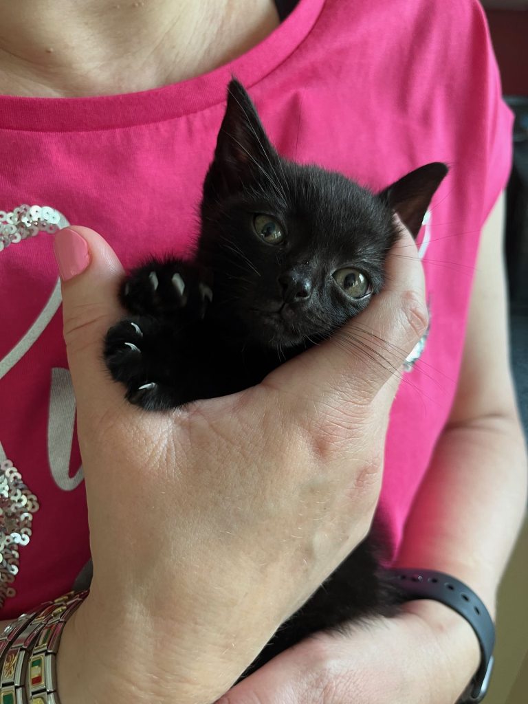 Zwart kitten dat geknuffeld wordt
