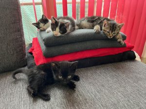 Een nestje van vier kittens op een stapel dekens
