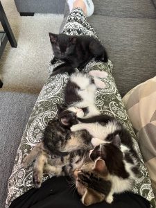 Vier kittens op schoot knuffelen