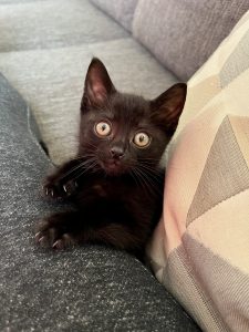 Zwart kitten