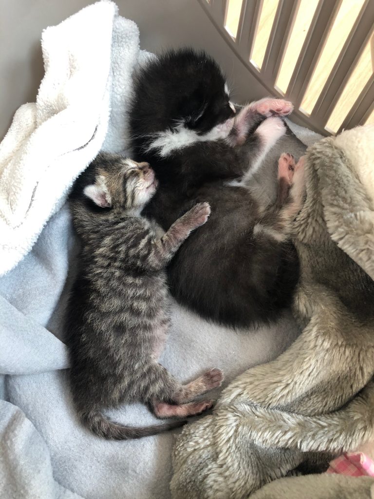Pasgeboren kittens in opvang