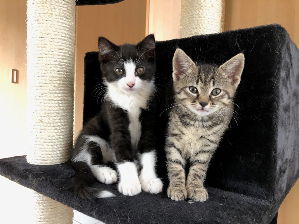 Zwart-wit kitten en grijs tijger kitten in opvang, drie maanden oud