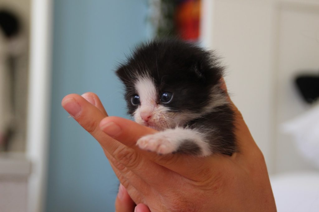 Klein zwart-wit kitten in de hand