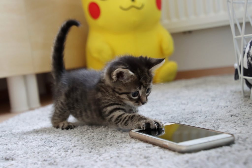Klein grijs tijger kitten met telefoon