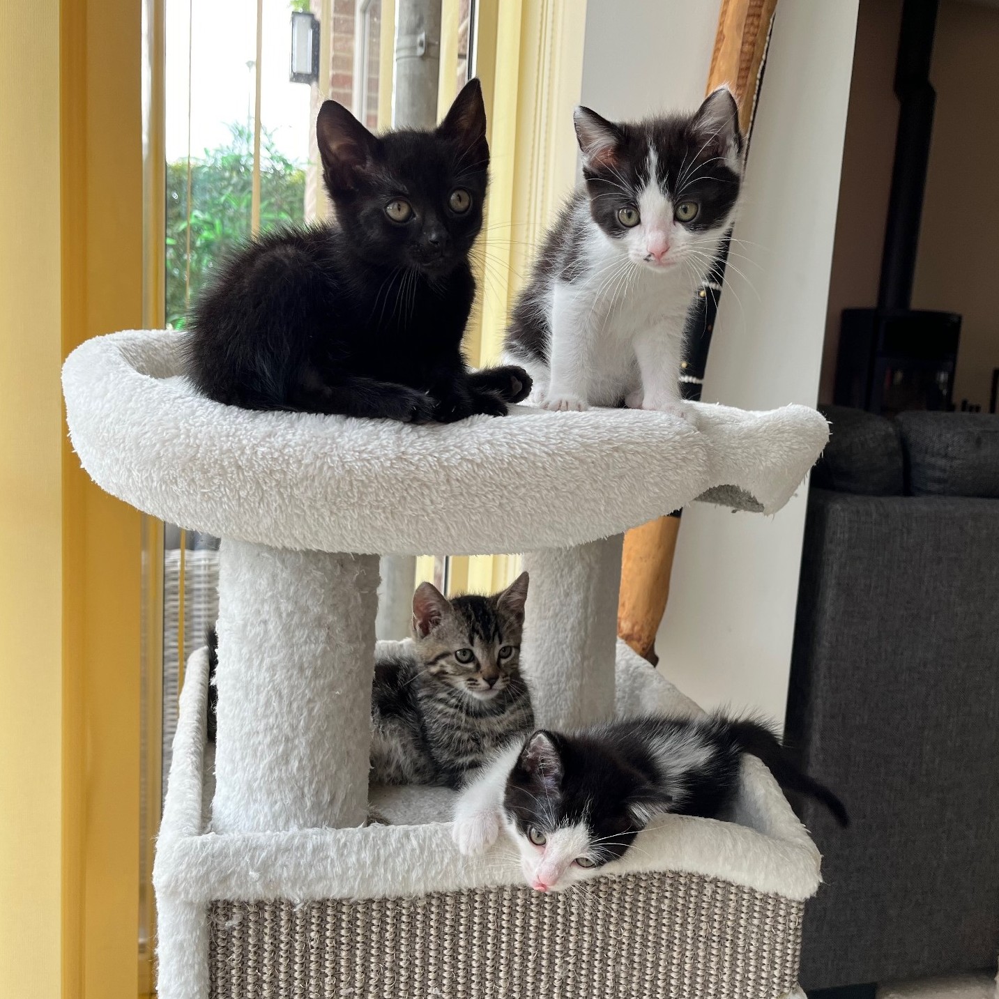 Vier kittens op een krabton