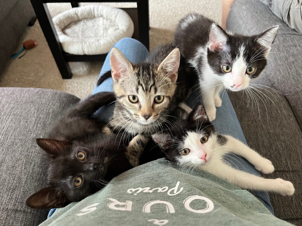 Vier kittens van 10 weken oud op schoot