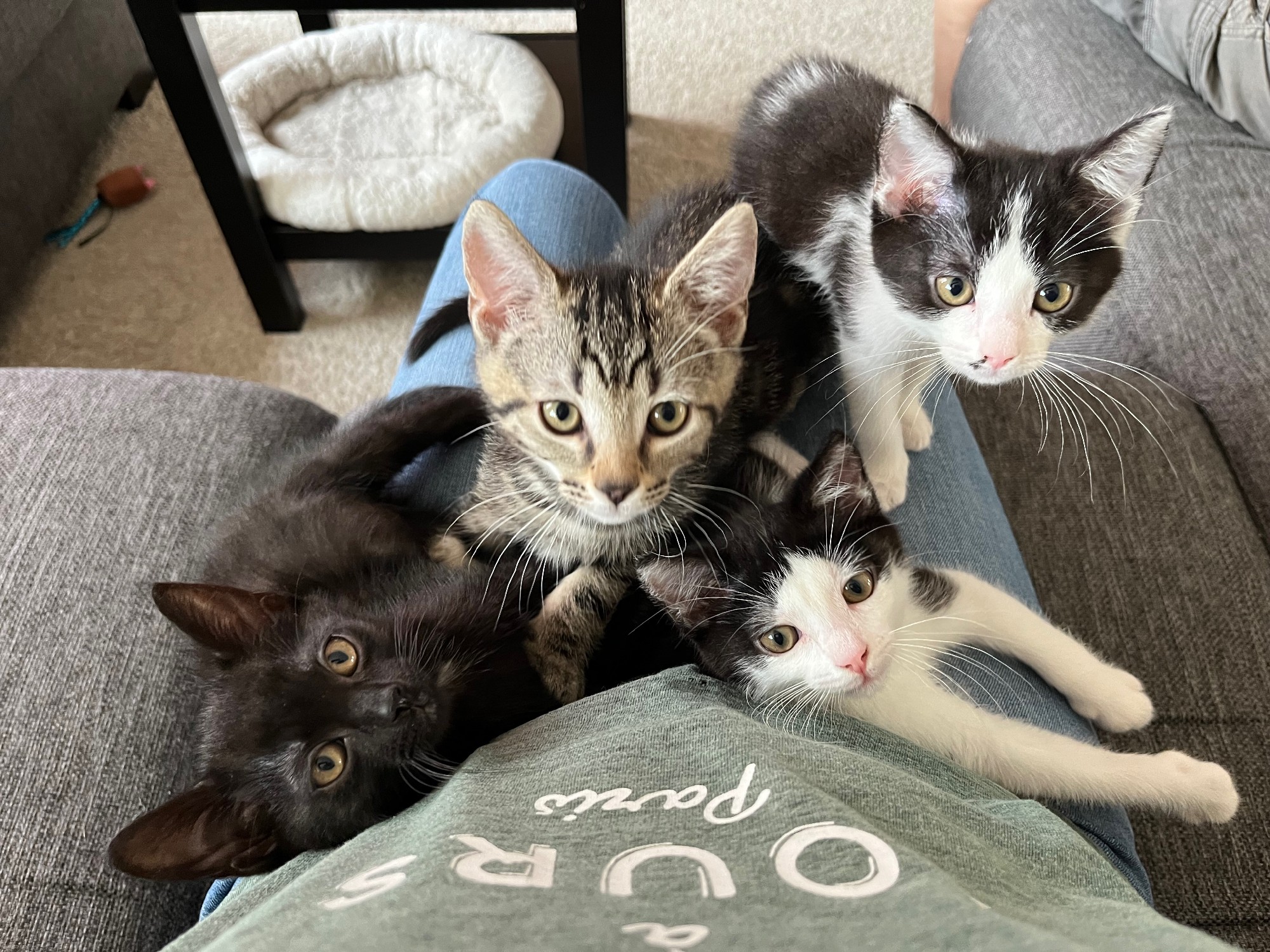 Vier kittens van 10 weken oud op schoot