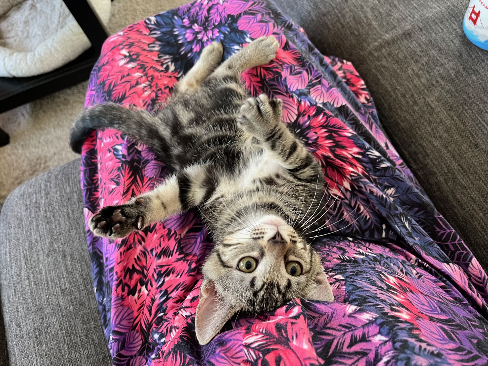 Grijs tabby kitten op schoot