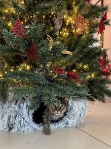 Grijze tabby kat in kattentunnel rond kerstboom