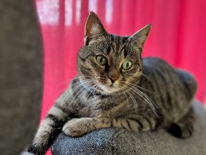 Kat tijger tabby