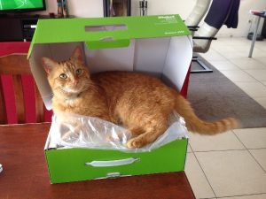 Rosse kater in verpakkingsdoos