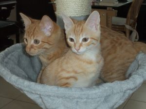 Twee rosse kittens in een mandje
