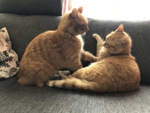 Twee spelende rosse katten