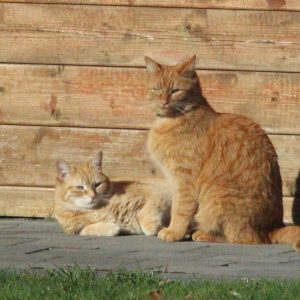 Rosse kat en kattin