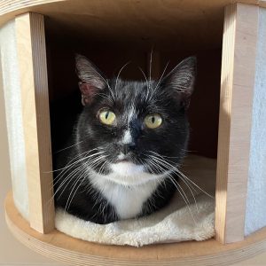 zwart-witte kater