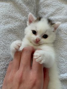 white kitten