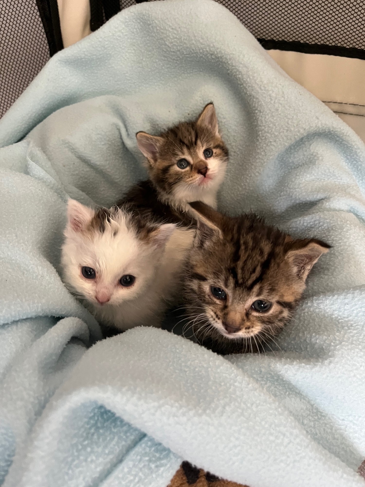 Drie kittens in opvang
